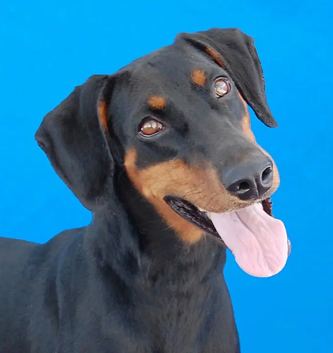 Moana - Doberman Pinscher