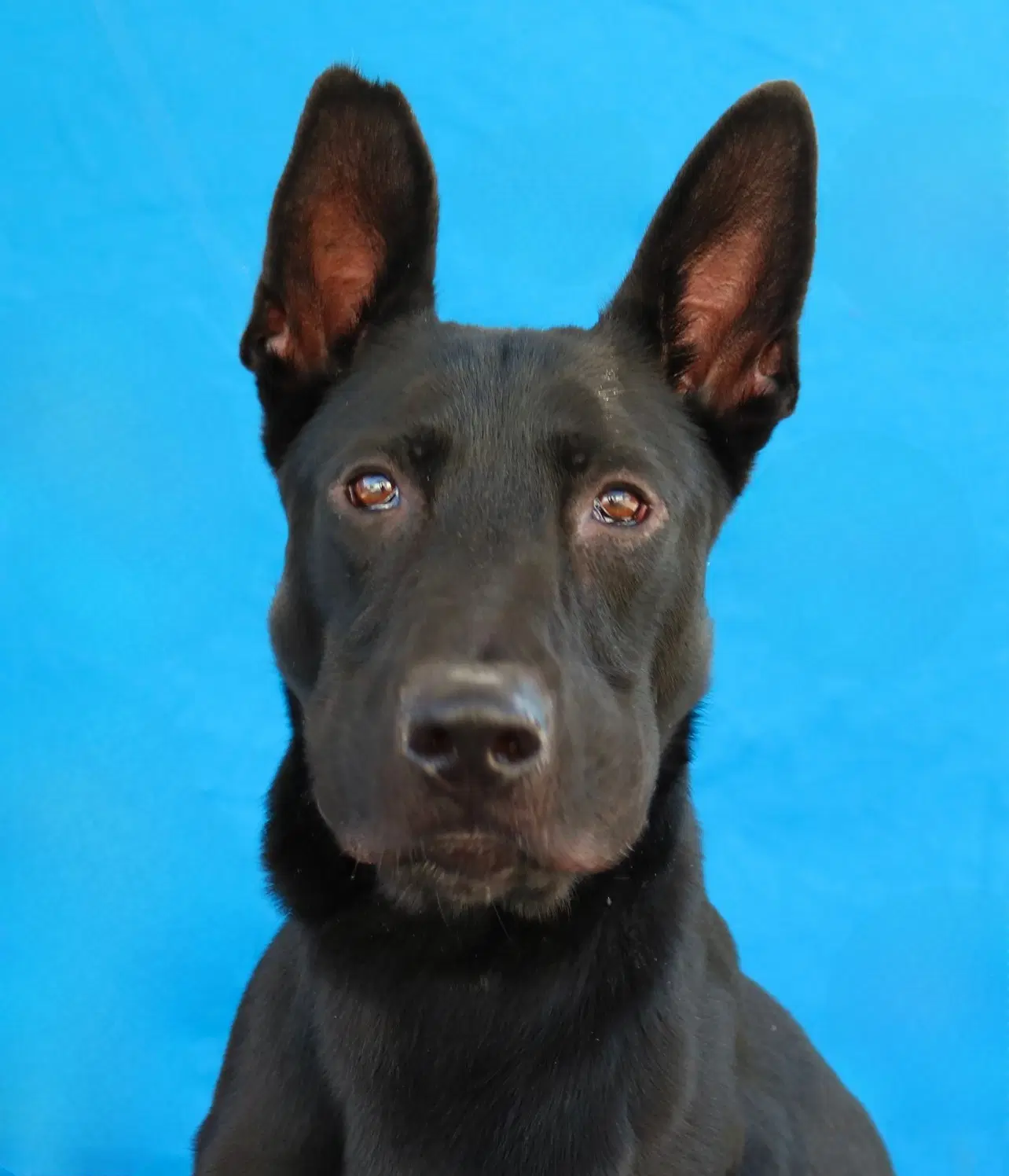 Milo - German Shepherd Dog