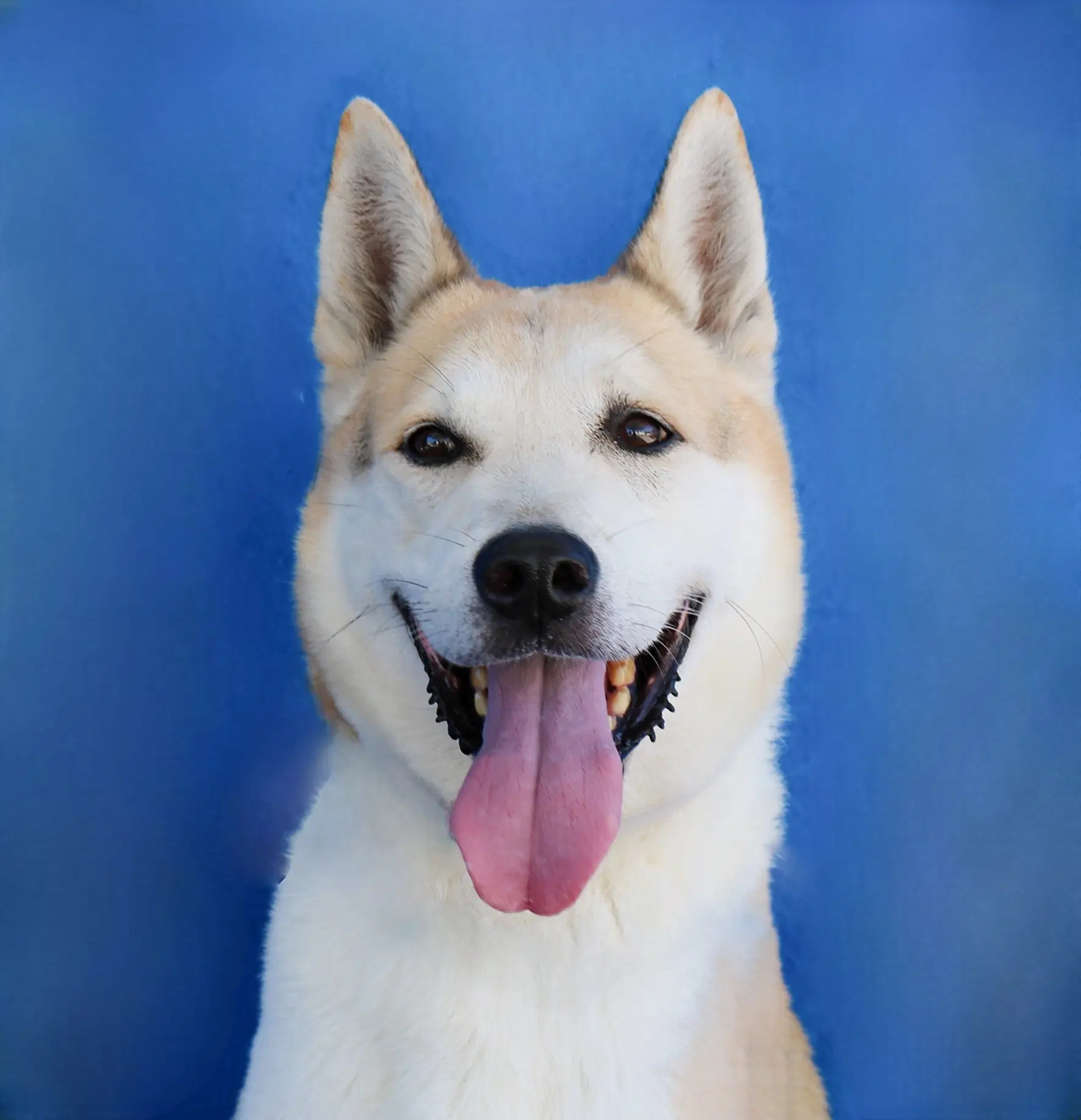 Max - Shepherd