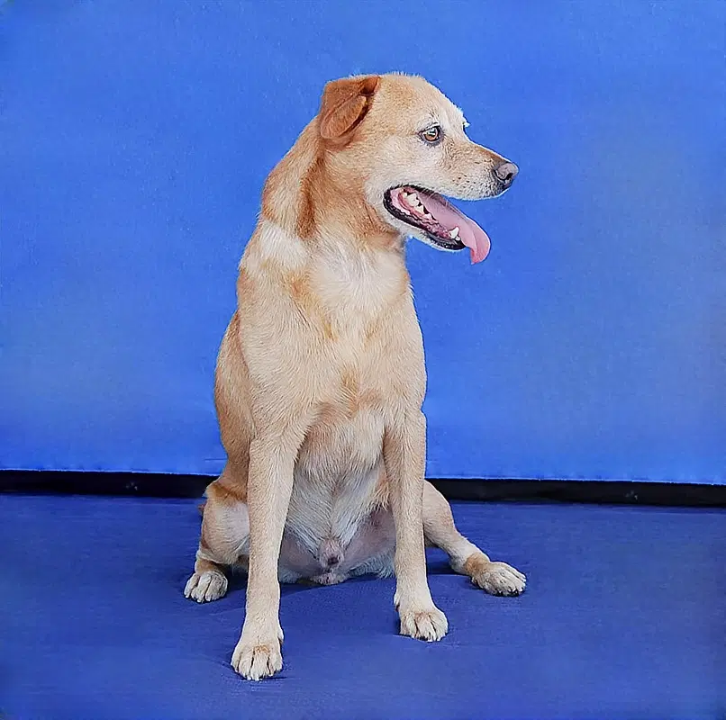 Coda image 3
