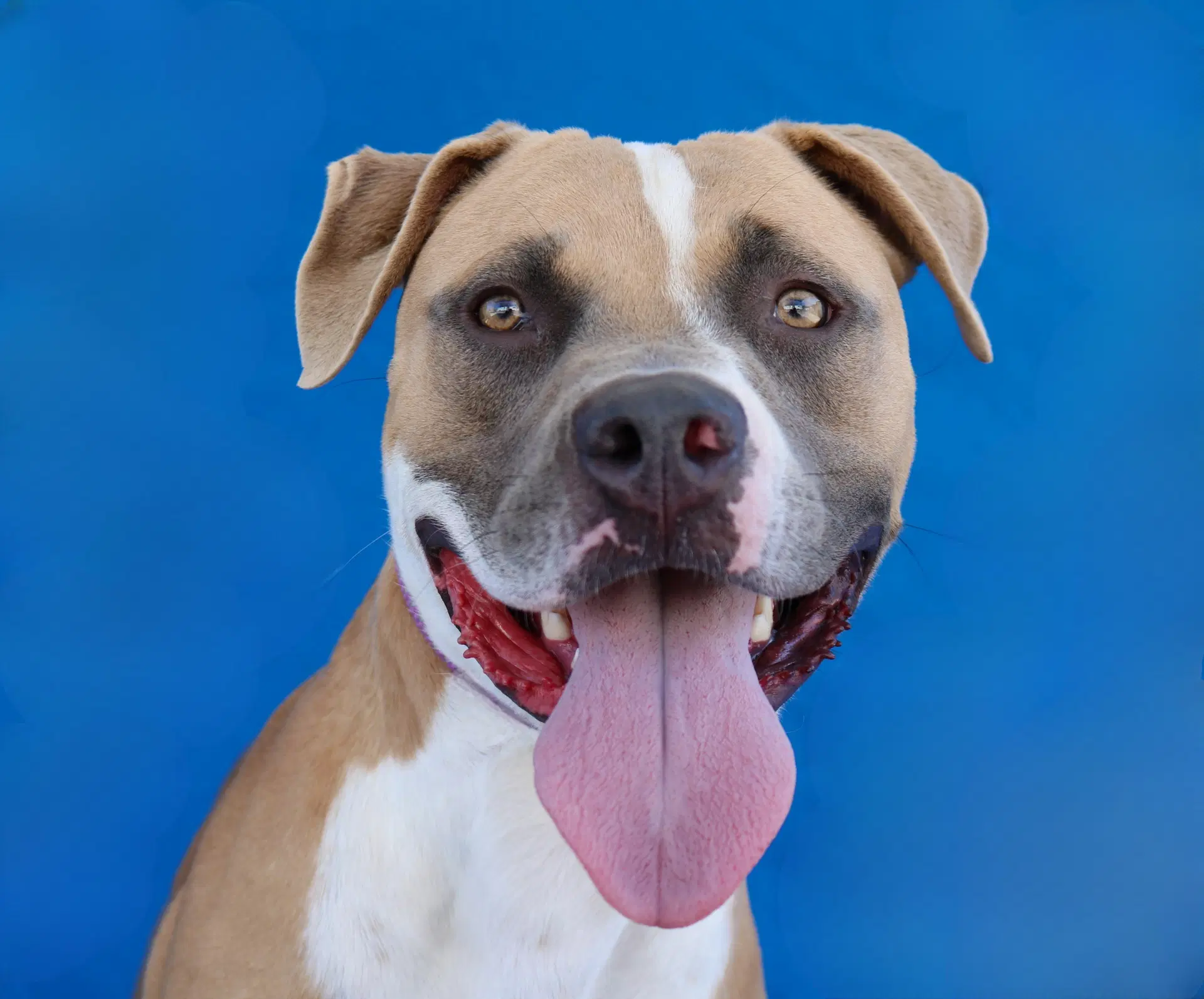 Chico - Pit Bull Terrier