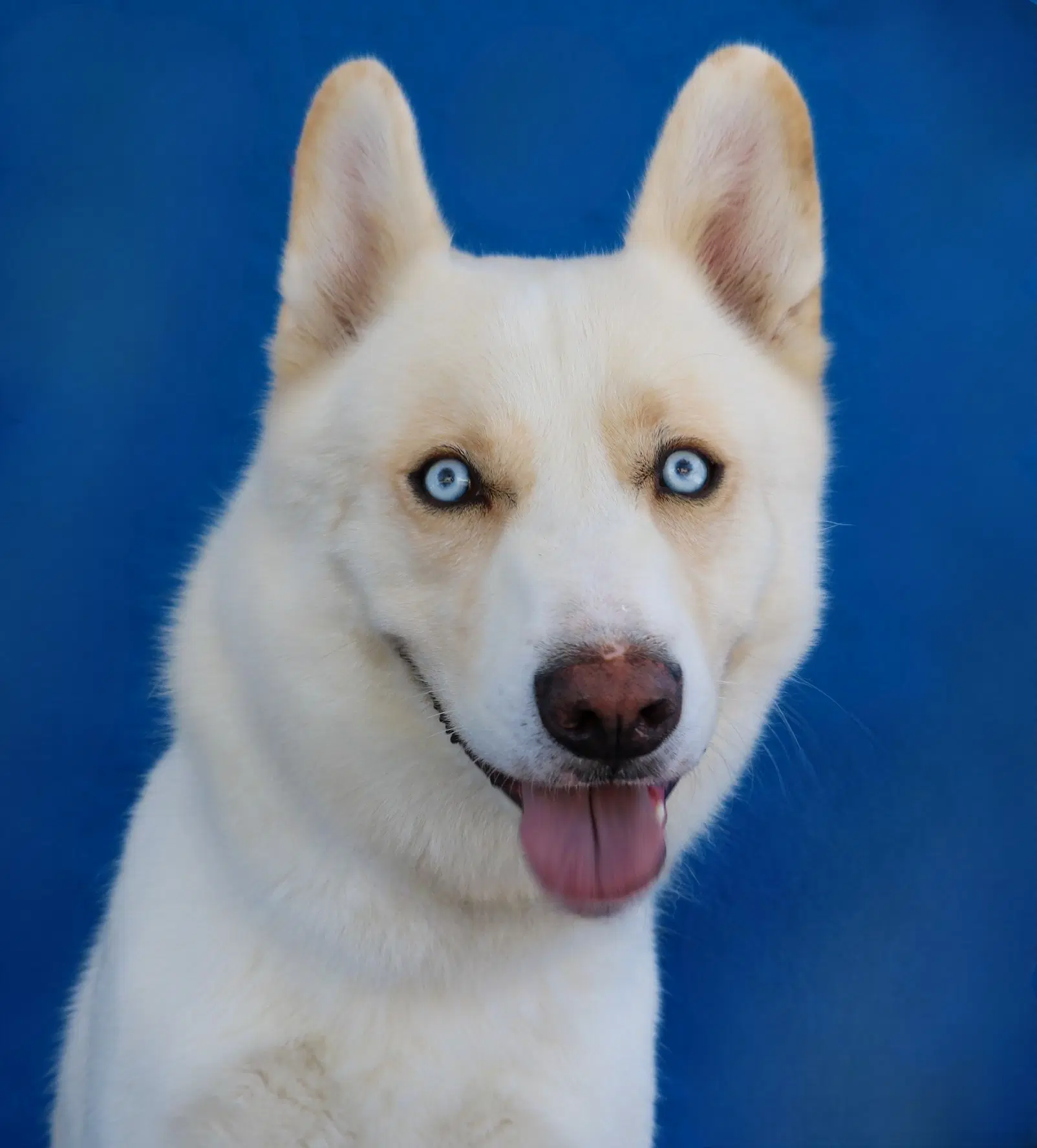 Snow - Siberian Husky