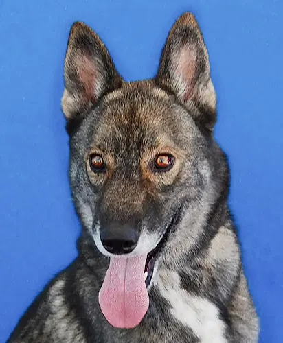 Scar - German Shepherd Dog