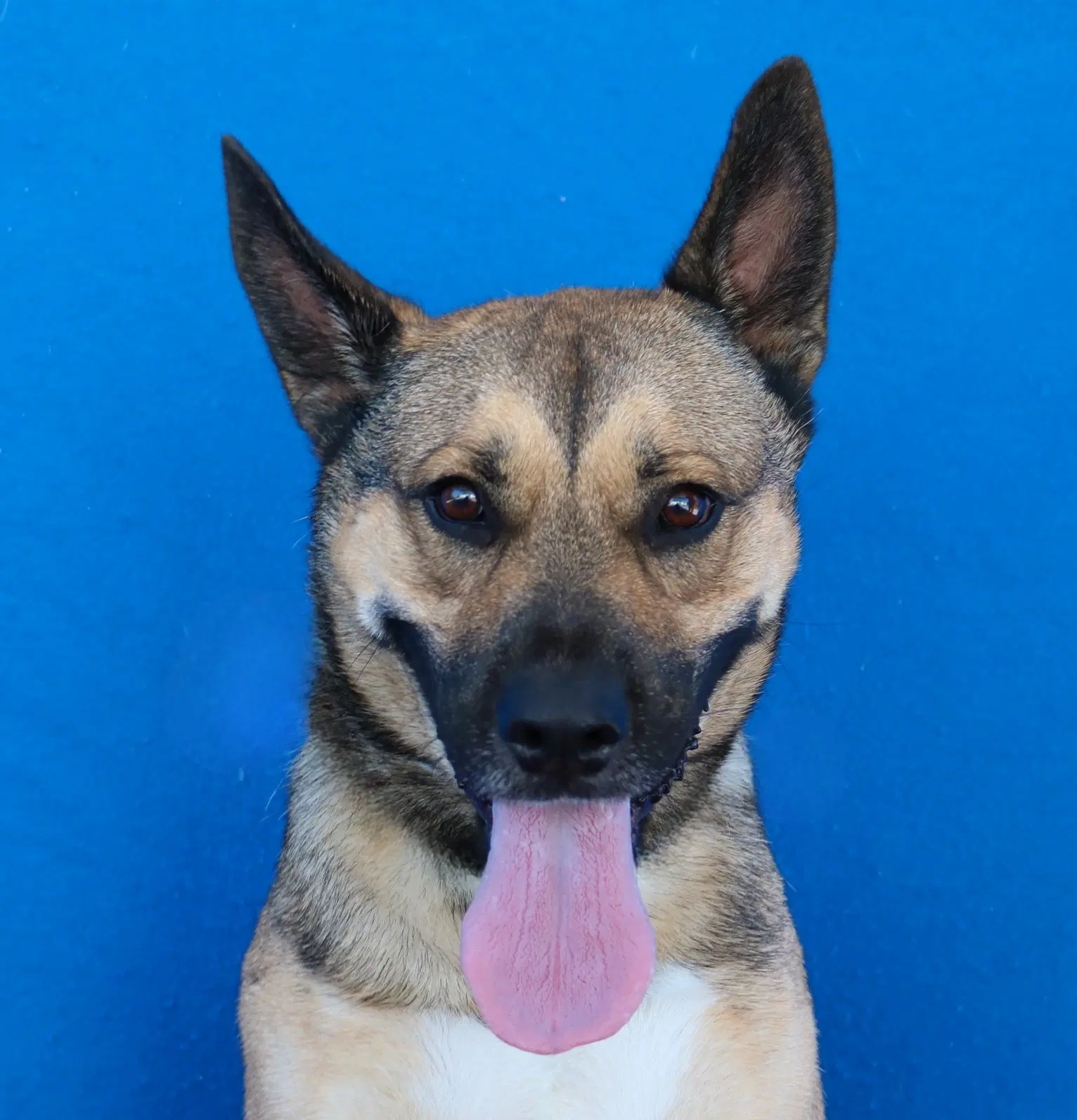 Buddy - German Shepherd Dog