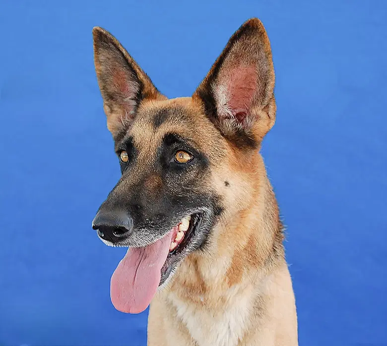 Rosie - German Shepherd Dog