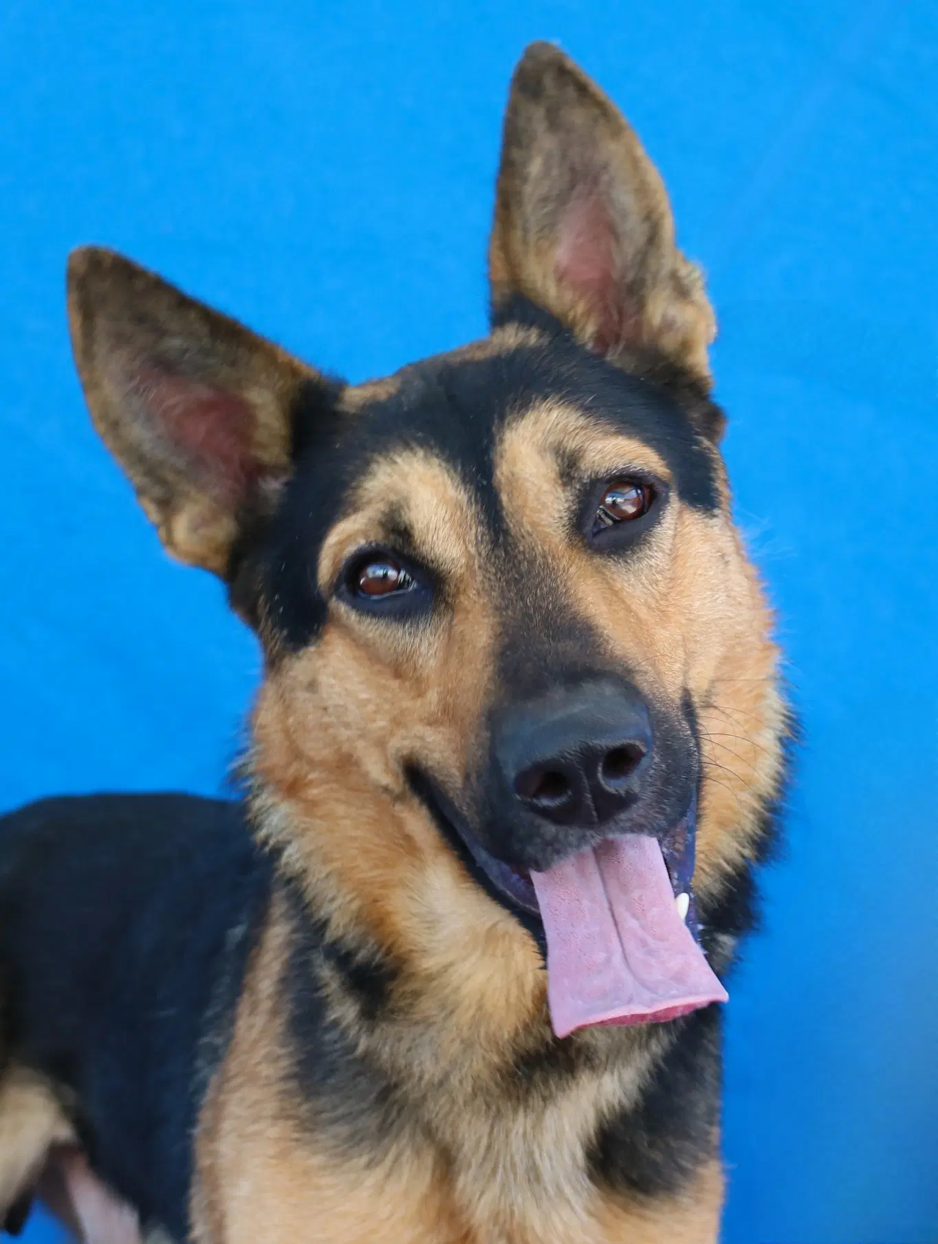 Blackie - German Shepherd Dog