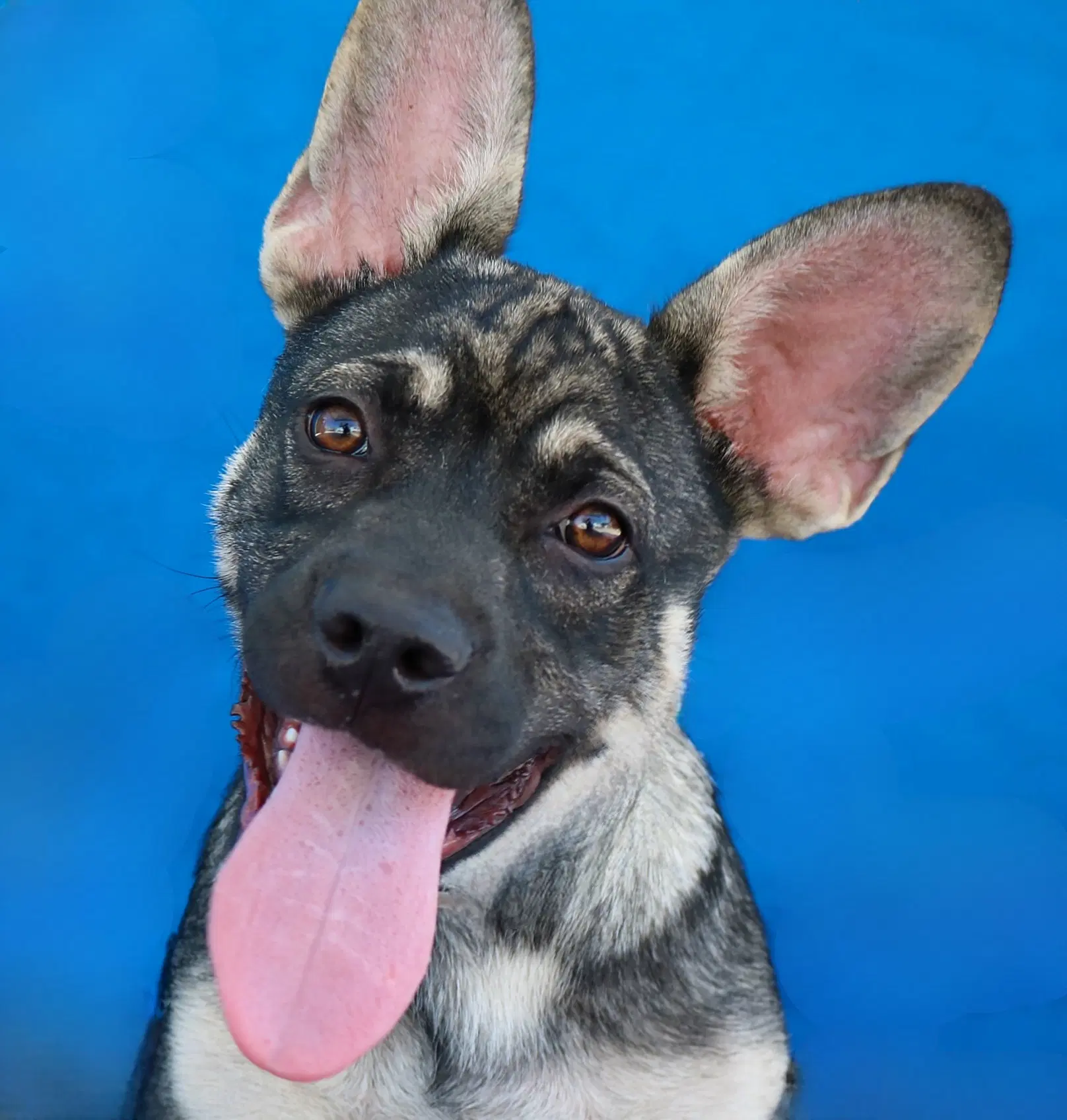 Schnitzel - French Bulldog