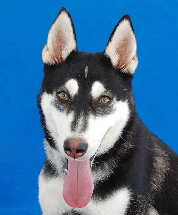 Nina - Siberian Husky