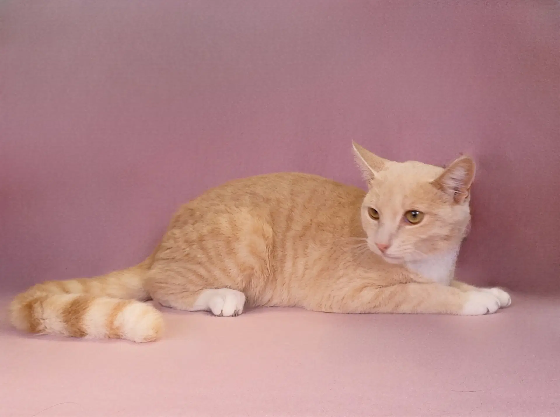 Agosto - Tabby