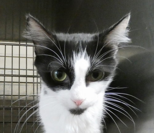 SCARLETT, a cat for adoption from United Hope for Animals