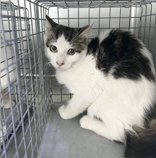 NOLY, a cat for adoption from United Hope for Animals