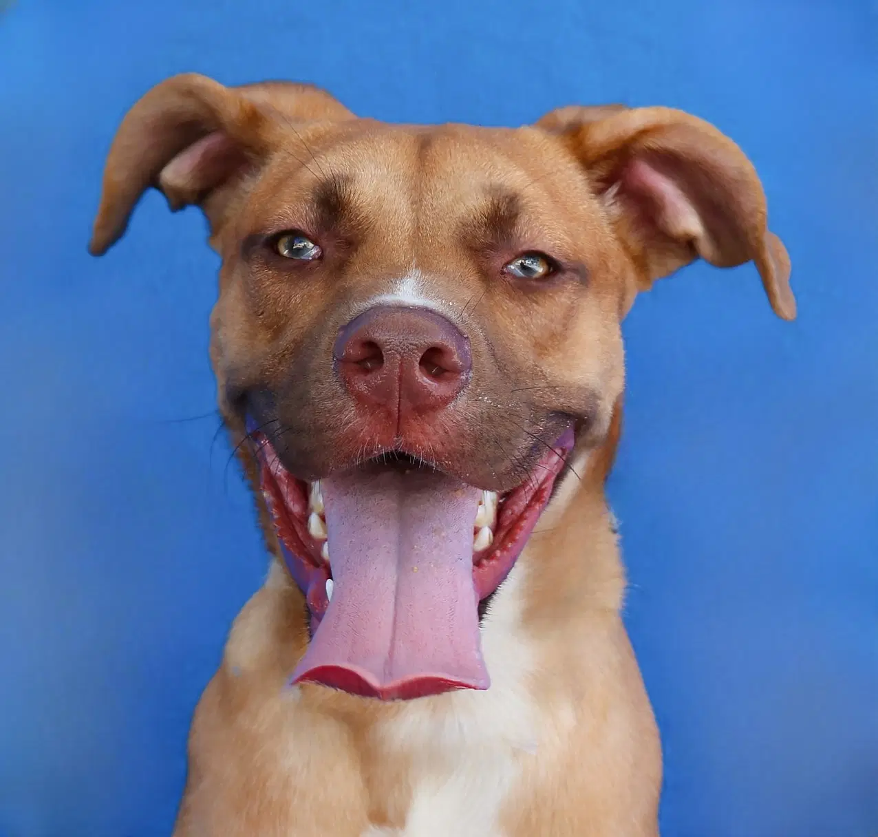 Max - Pit Bull Terrier