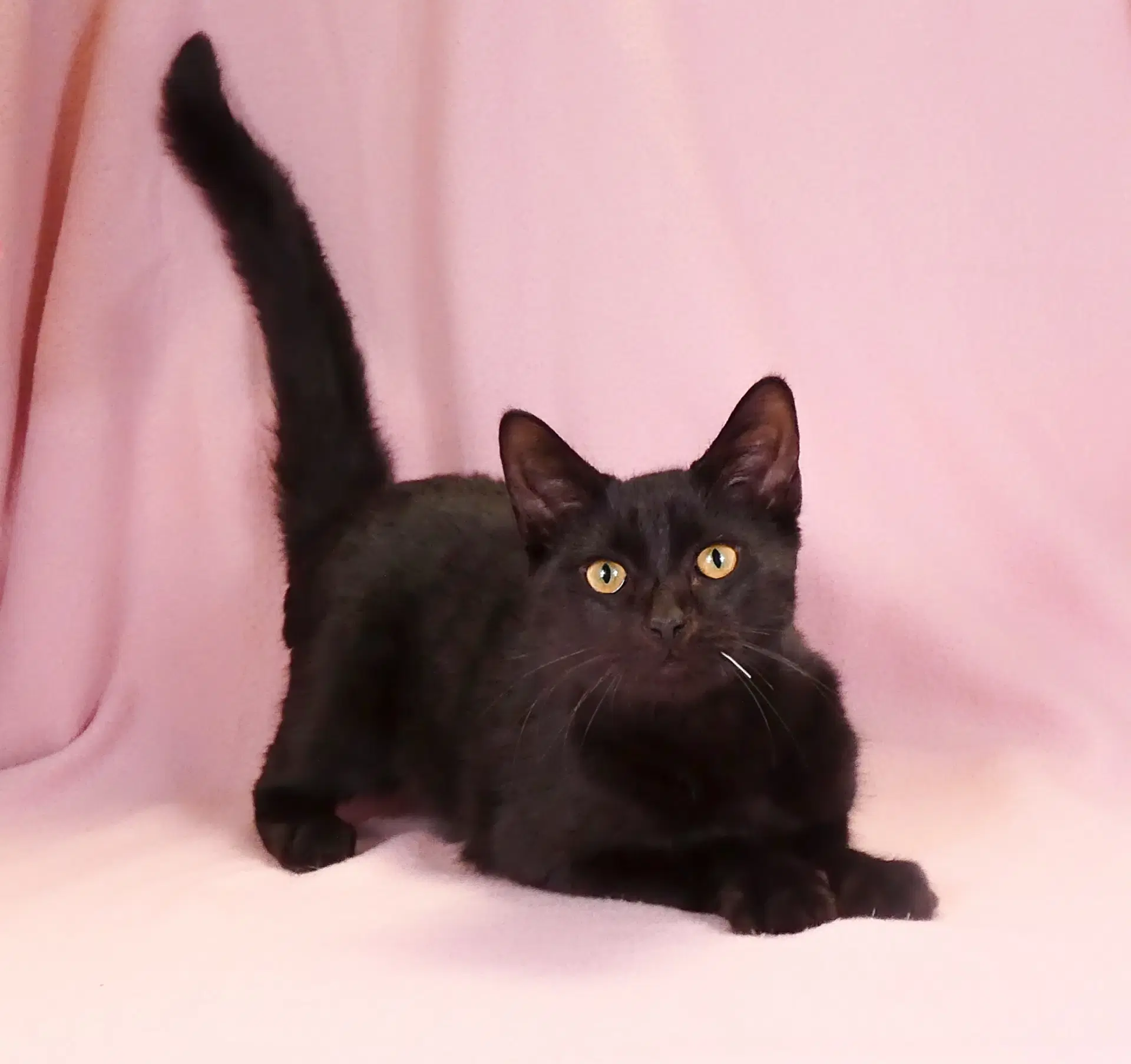 Crescent - Domestic Short Hair