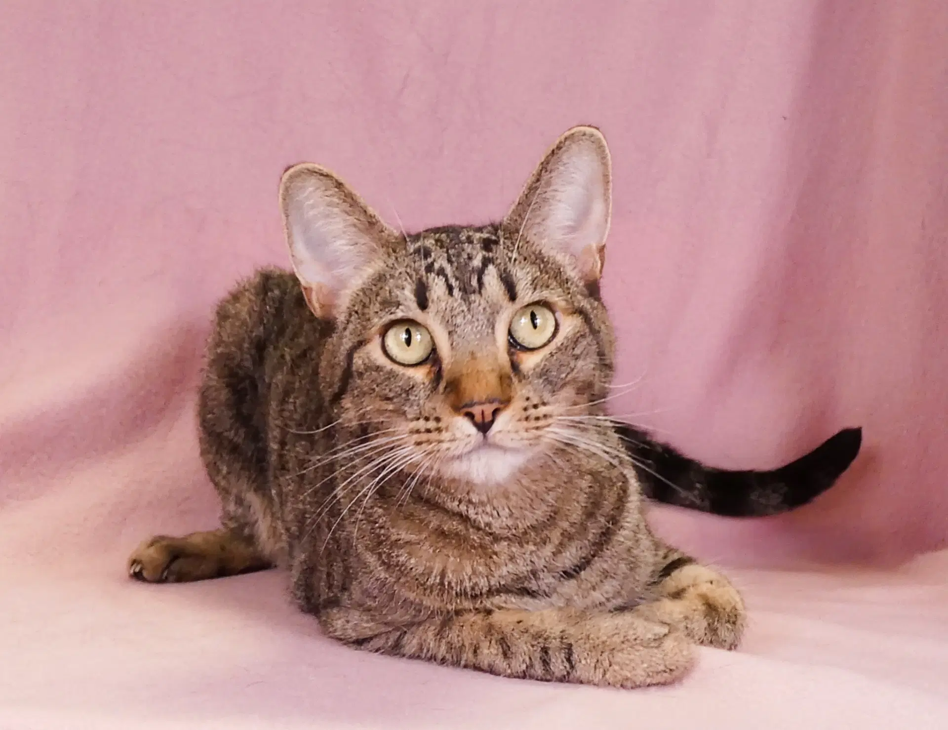 Tabby - Tabby