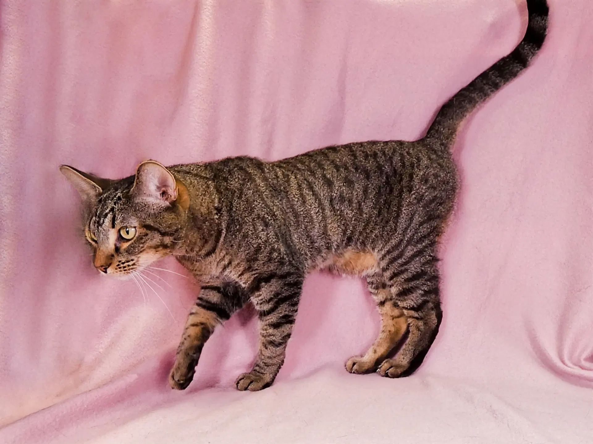 Tabby image 2
