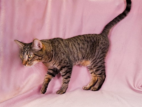 Photo 2 of TABBY