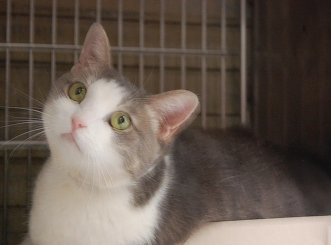 Yuki - Tabby