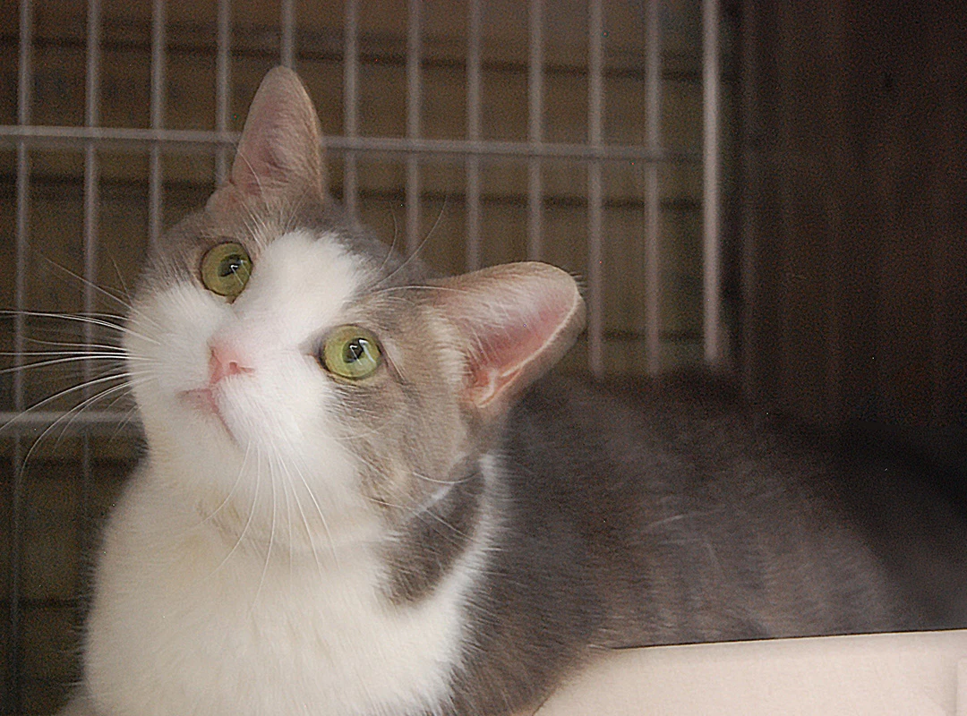 Yuki