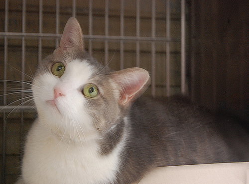 YUKI, a cat for adoption from United Hope for Animals
