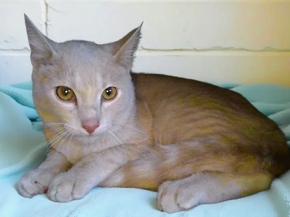 Apricot - Tabby