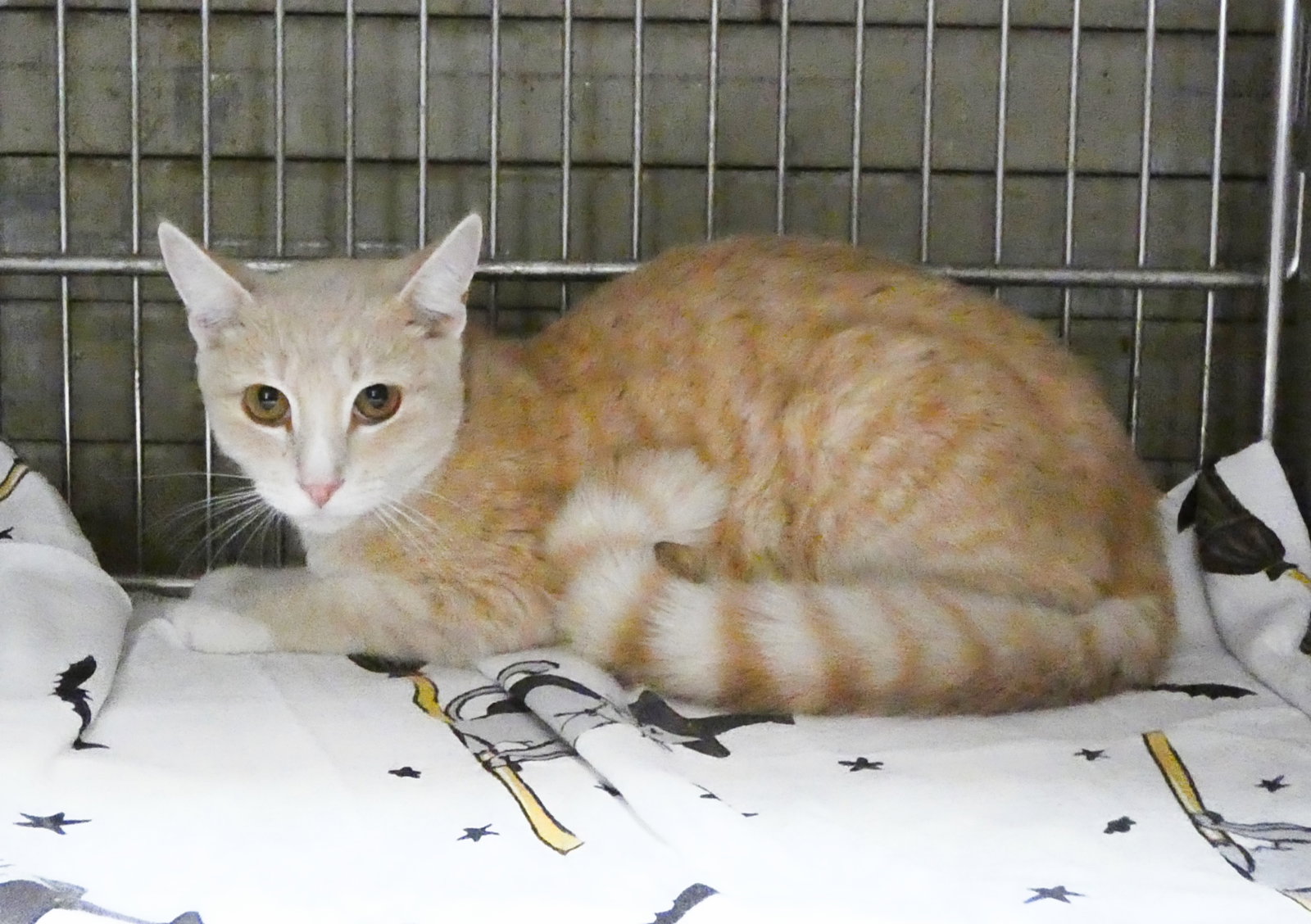 Julio, Tabby