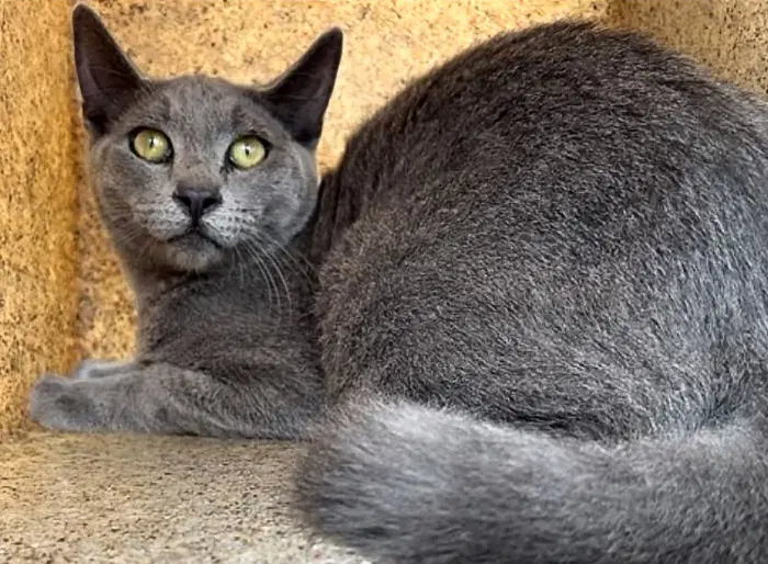 Frank - Domestic Short Hair