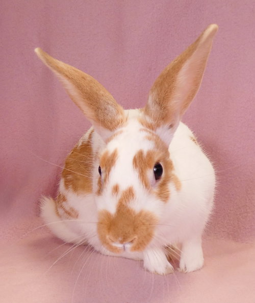 Photo 2 of NOVA