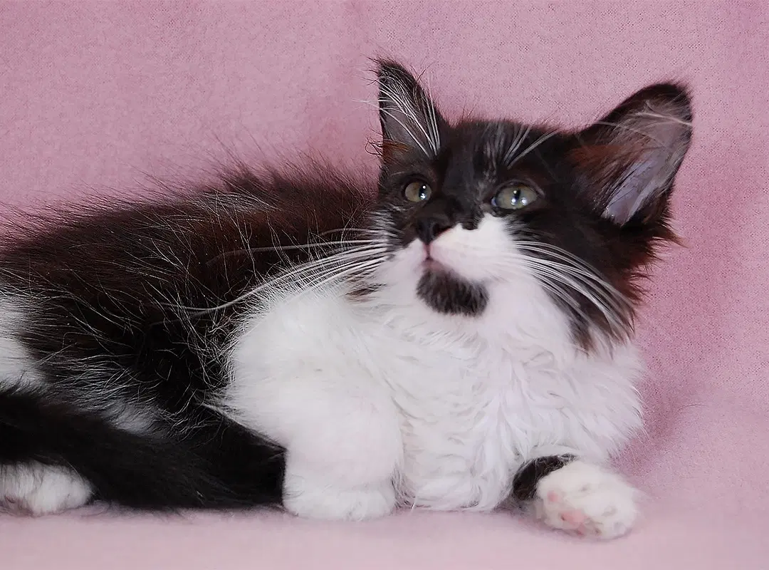 Angel - Domestic Medium Hair