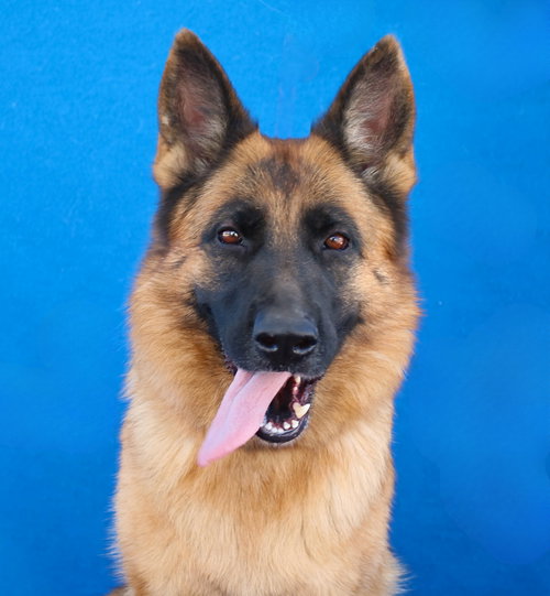 JULIE, a dog for adoption from United Hope for Animals
