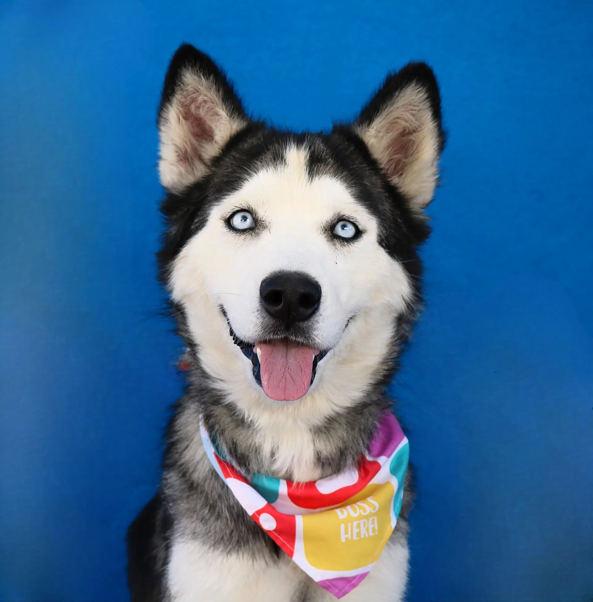 Ice - Siberian Husky