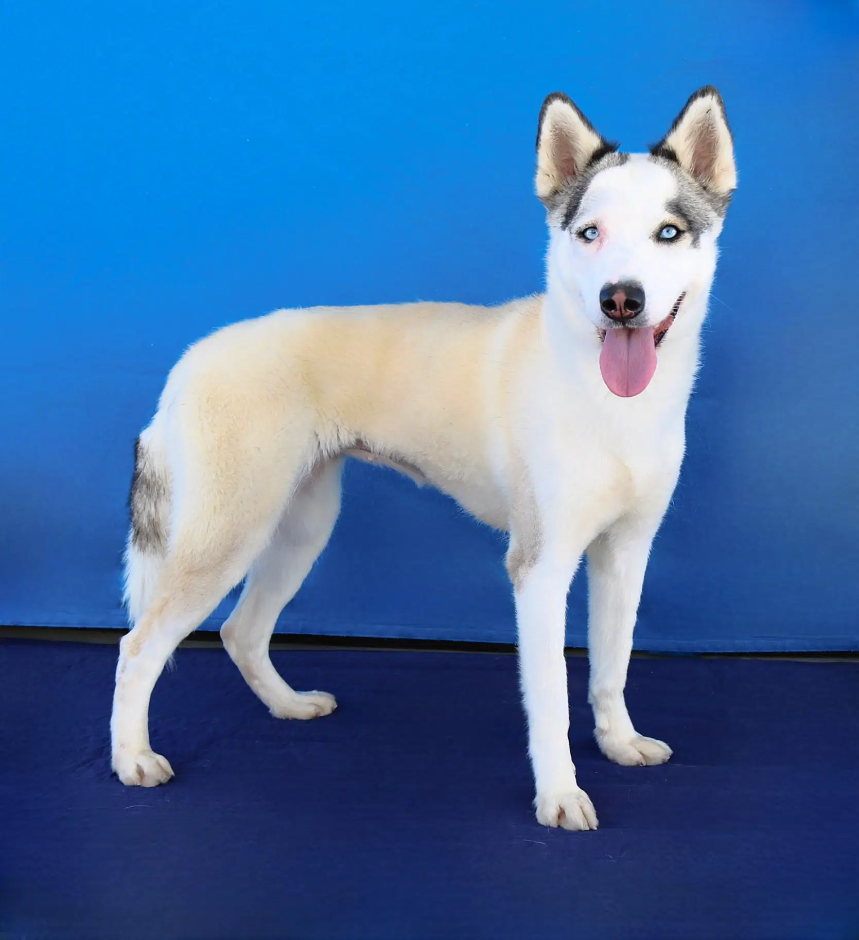 Luna - Siberian Husky
