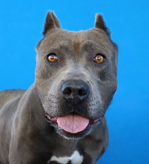 AZULA, a dog for adoption from United Hope for Animals