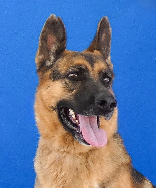 LUCY, a dog for adoption from United Hope for Animals
