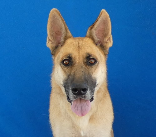 HANK, a dog for adoption from United Hope for Animals