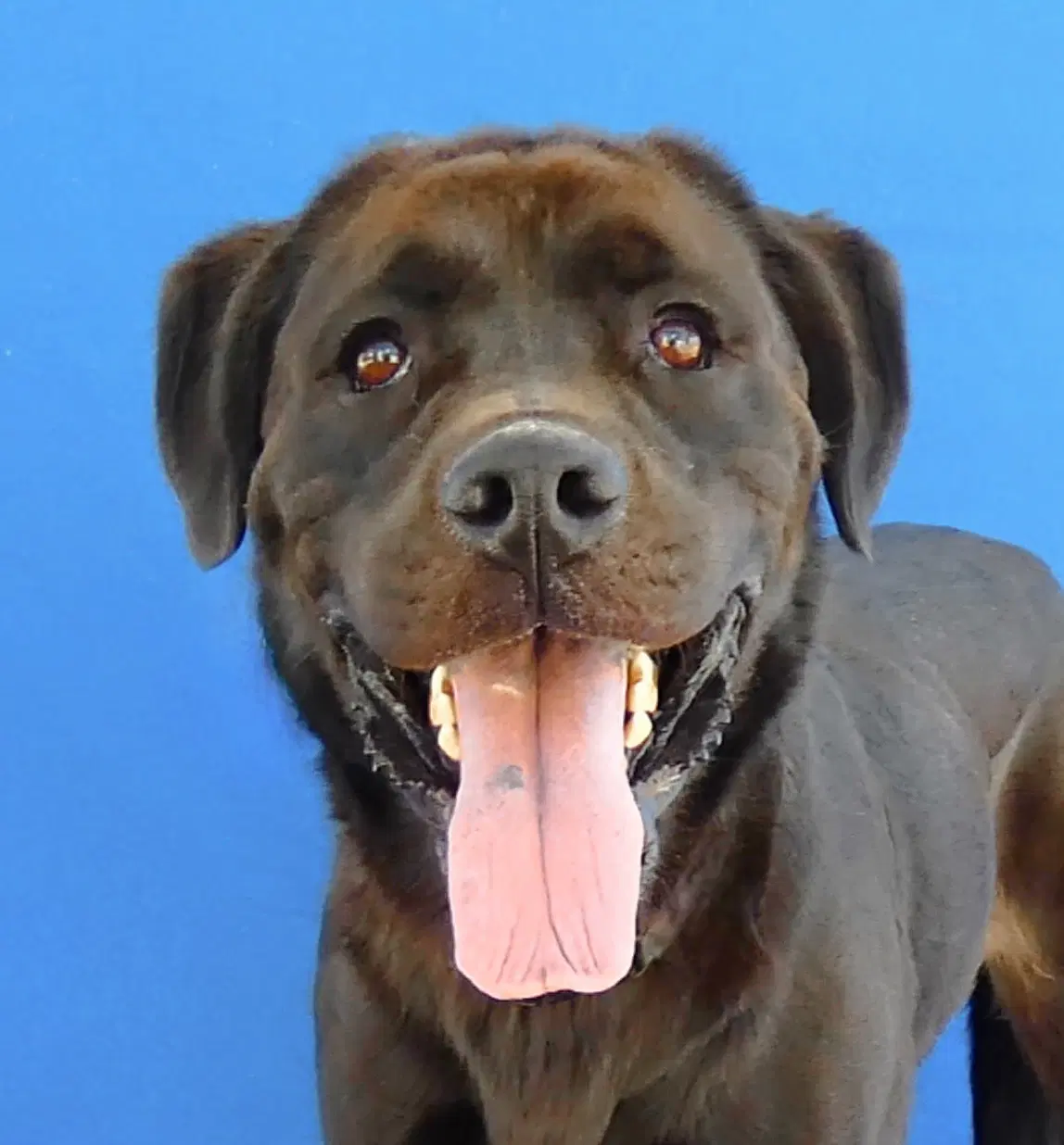 Panther - Labrador Retriever