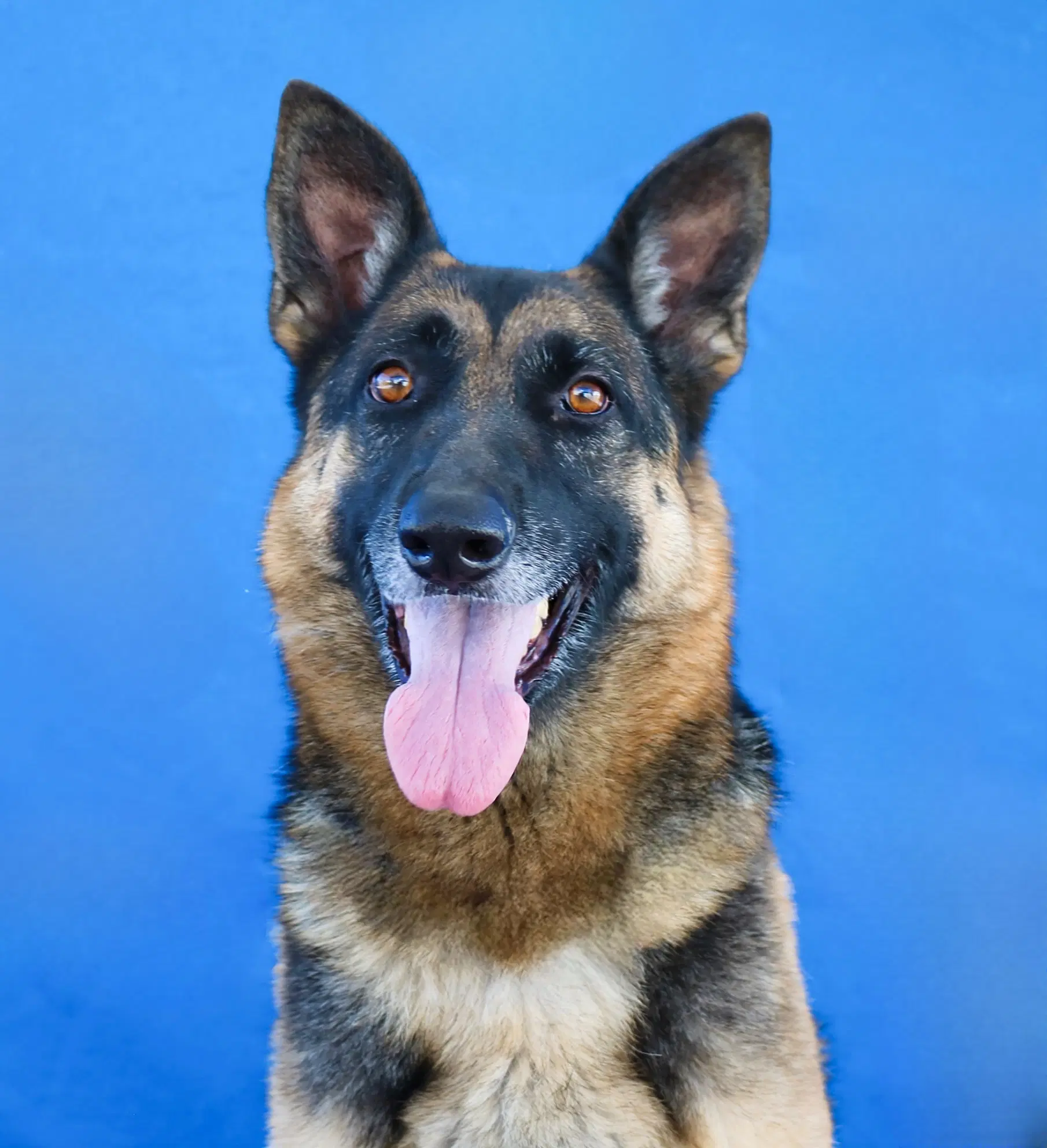 Kera - German Shepherd Dog