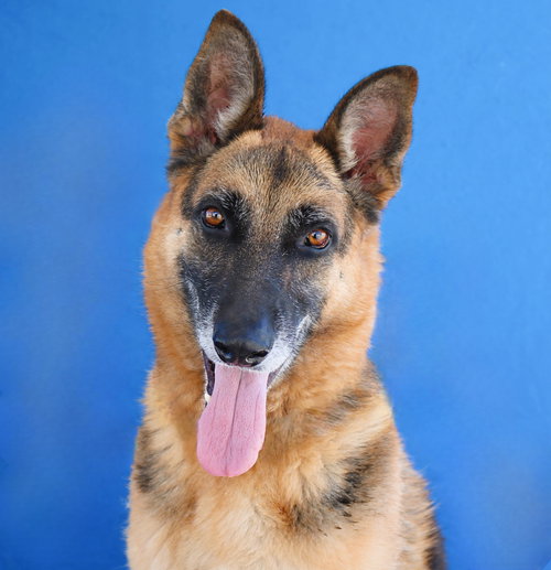 ZARKO, a dog for adoption from United Hope for Animals