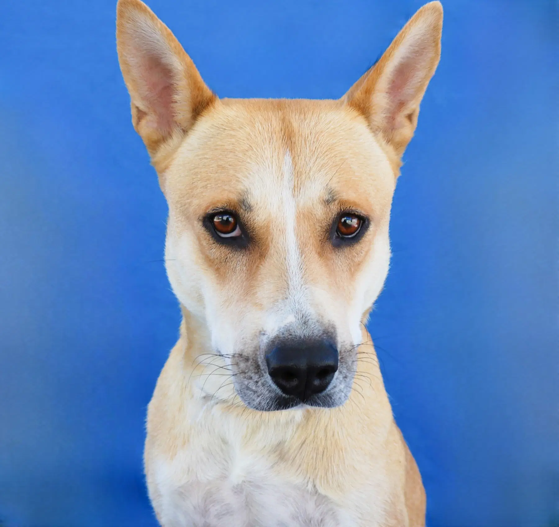 Ginger - Carolina Dog