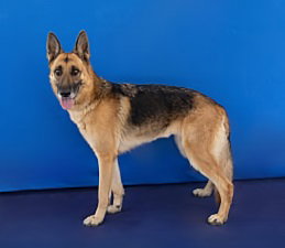 Photo 2 of LEIA