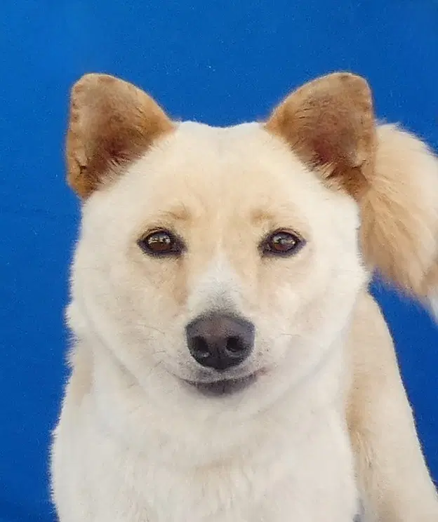 Toni - Shiba Inu