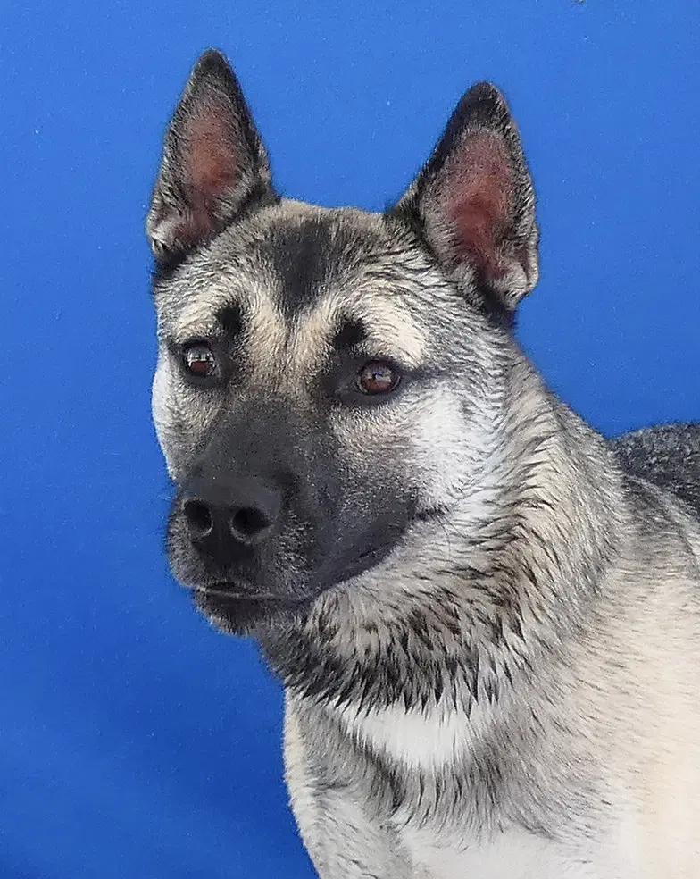 Axel - German Shepherd Dog