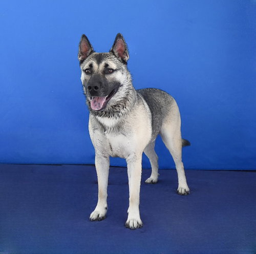 Photo 2 of AXEL
