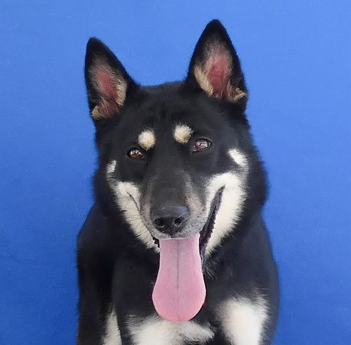 RUE, a dog for adoption from United Hope for Animals