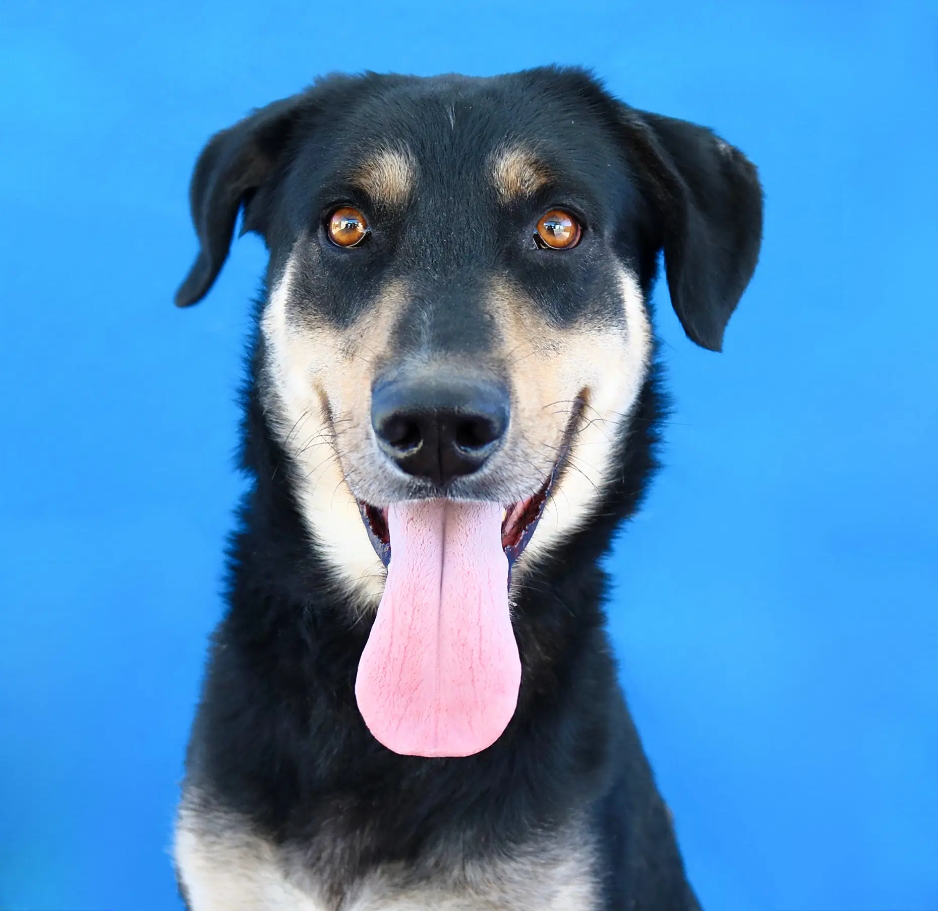 Oso - German Shepherd Dog