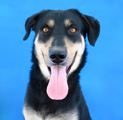 OSO, a dog for adoption from United Hope for Animals