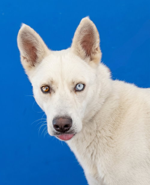 KOBE, a dog for adoption from United Hope for Animals