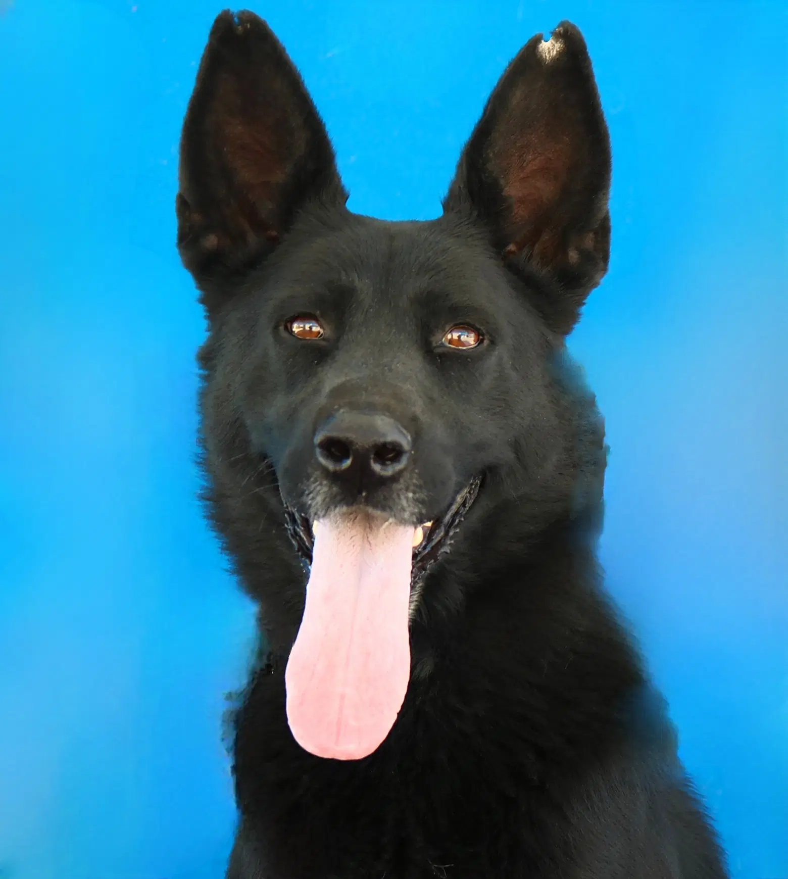 Alpha - German Shepherd Dog