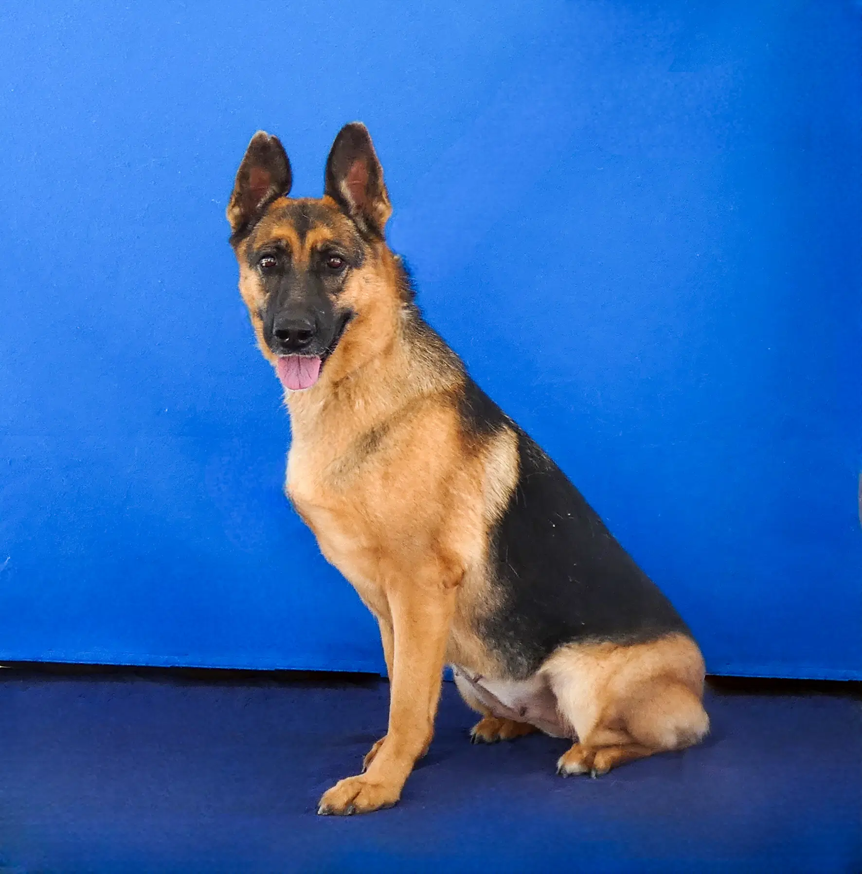 Lucy image 2