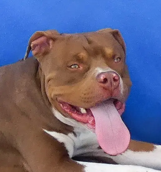 Resse - Pit Bull Terrier