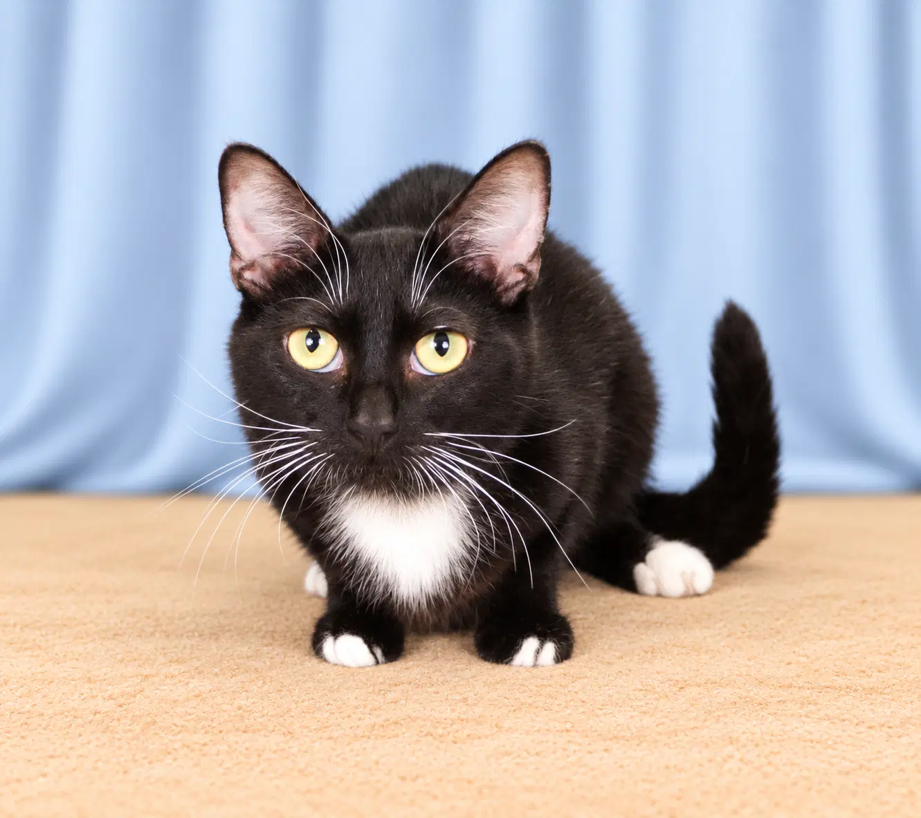Sienna - Domestic Shorthair